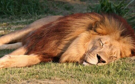 leeuw 1 slaap power nap
