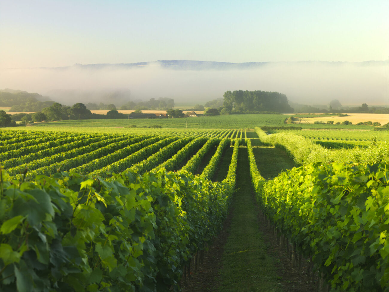 wijn rank oogst druif nyetimber