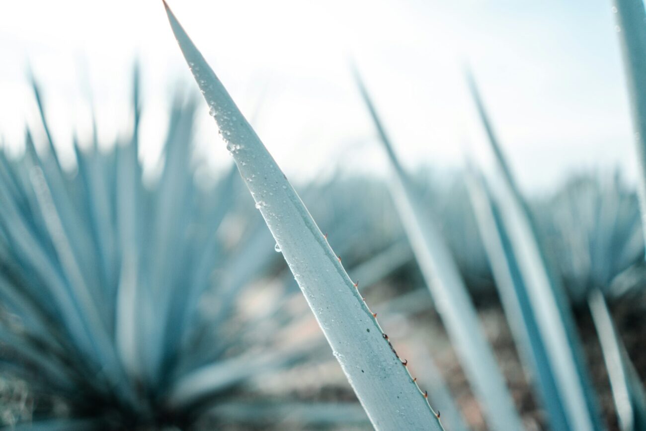 agave tequila